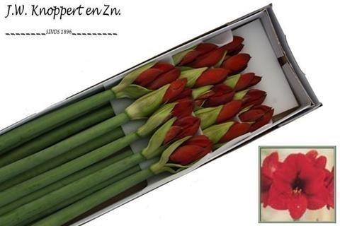 <h4>Hippeastrum red lion</h4>