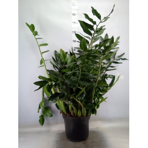 Zamioculcas zamiifolia