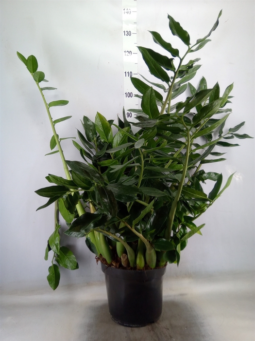 <h4>Zamioculcas zamiifolia</h4>