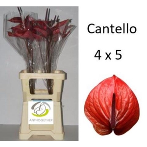 Anthurium Cantello