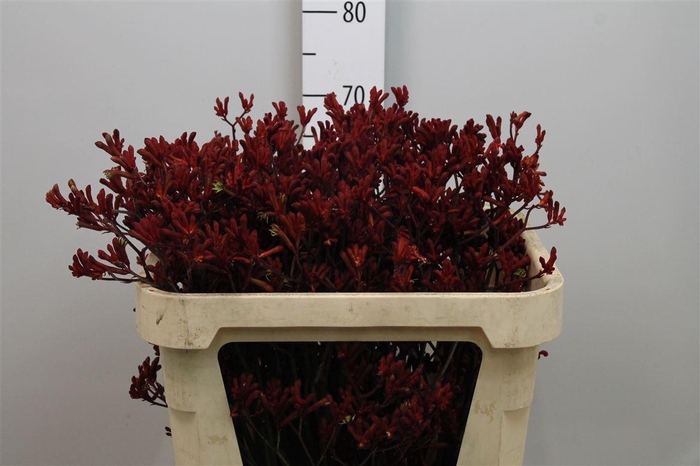 <h4>Anigoz Red Velvet</h4>