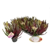 Calluna High Five
