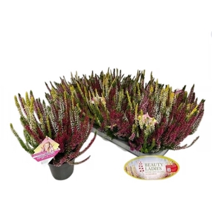 Calluna High Five