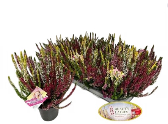Calluna High Five