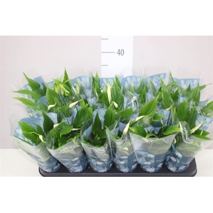 Spathiphyllum Chopin