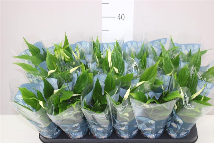 <h4>Spathiphyllum Chopin</h4>
