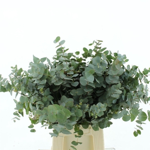 Euca Cinerea P Stem 65cm South Africa