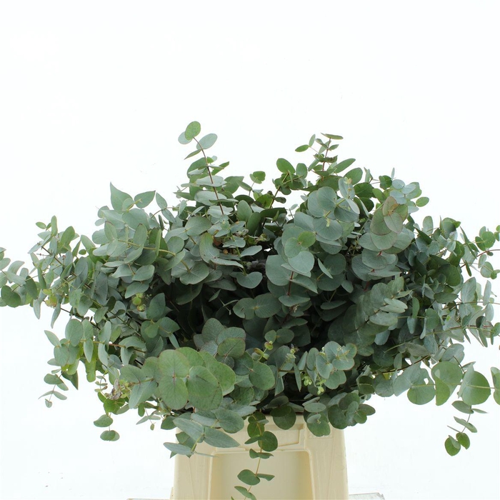 <h4>Euca Cinerea P Stem (10 Stems Per Bunch)</h4>