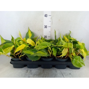Philodendron scand. 'Brasil'