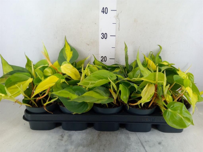 <h4>Philodendron scand. 'Brasil'</h4>