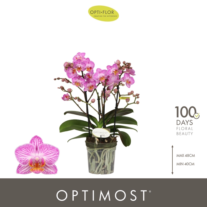 <h4>Optimost Honeybee 4 spike</h4>