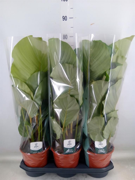 <h4>Calathea orbifolia</h4>