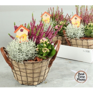 ARR TUINPLANTEN