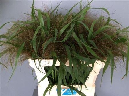 <h4>Panicum Firework</h4>