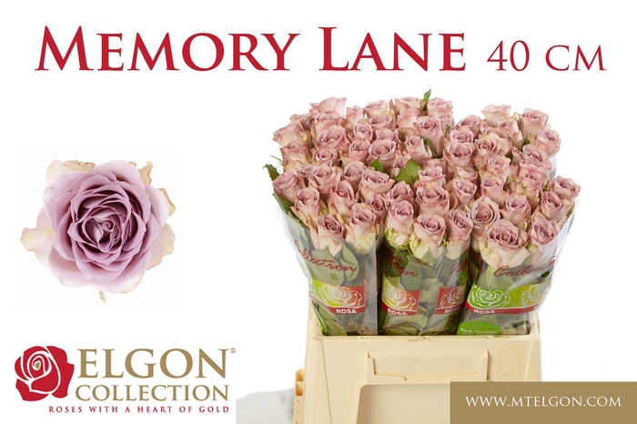 <h4>R GR MEMORY LANE!</h4>