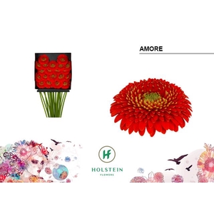 Gerbera MIB 'Gerponi Amore'
