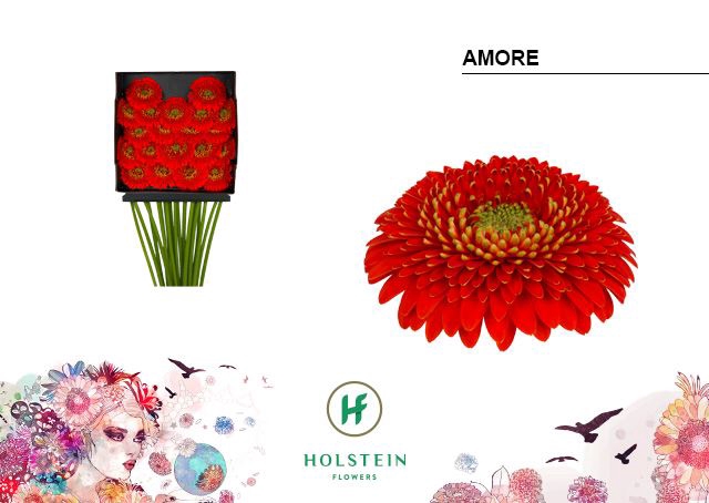 <h4>Gerbera MIB 'Gerponi Amore'</h4>
