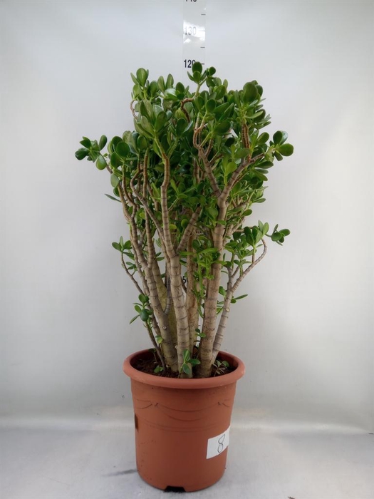 <h4>Crassula ovata</h4>
