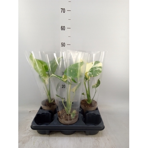 Monstera delic. 'Thai Constellatio'