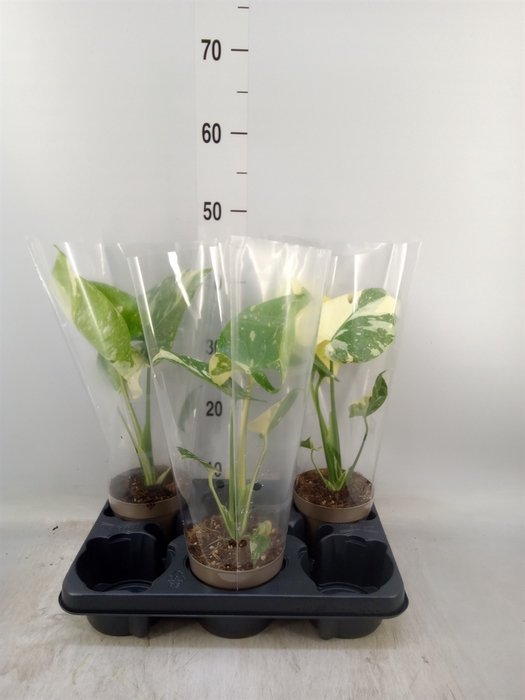 <h4>Monstera delic. 'Thai Constellatio'</h4>