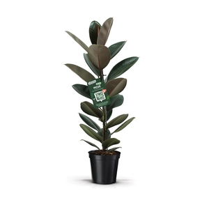 Ficus elastica 'Abidjan'