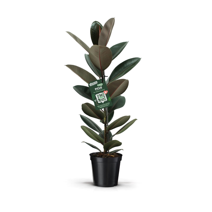 <h4>Ficus elastica 'Abidjan'</h4>