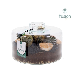 Green Bottle Kyra Medium met Cactussen arrangement