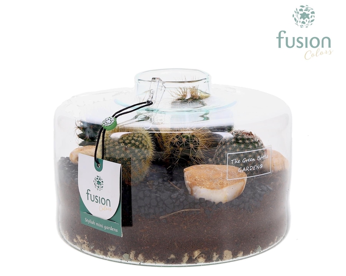 <h4>Green Bottle Kyra Medium met Cactussen arrangement</h4>