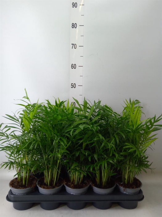 <h4>Chamaedorea elegans</h4>