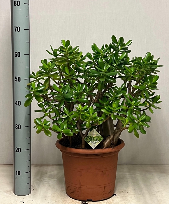 <h4>CRASS OVATA</h4>