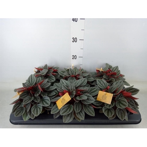 Peperomia caperata 'Santorini'