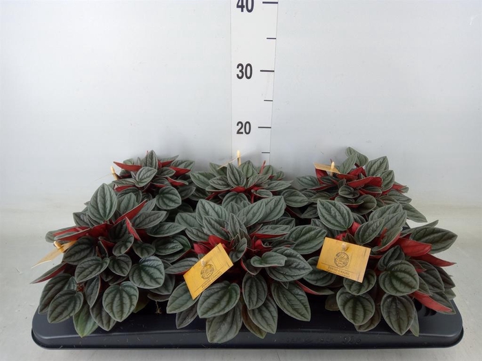 <h4>Peperomia caperata 'Santorini'</h4>