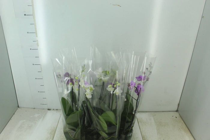 <h4>PHALAENOPSIS MINI P09 2 HT</h4>