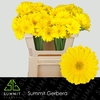Gerbera MI 'Sunshine'
