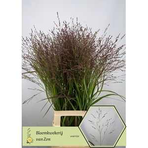 Panicum Warrior Frank Zon