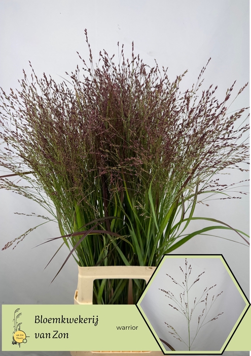 <h4>Panicum Warrior Frank Zon</h4>