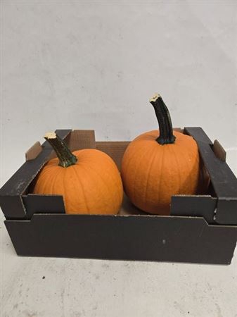 <h4>Cuc Maxima Halloween</h4>