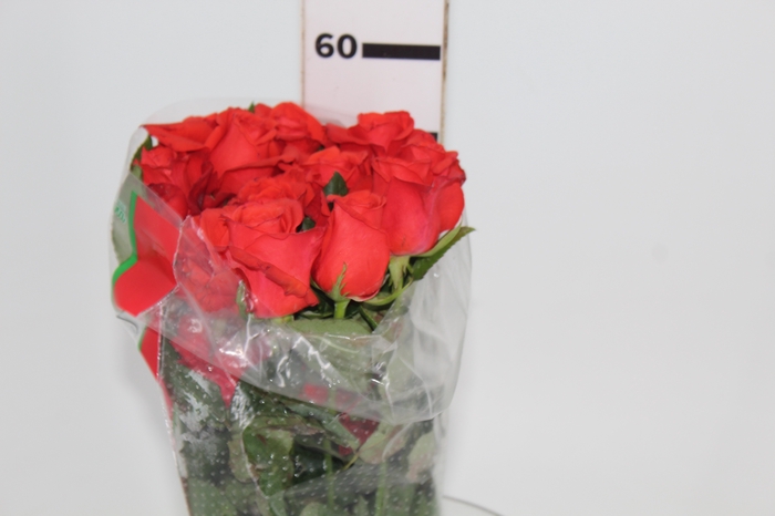 <h4>ROSA ROCKSTAR 050 CM ESTUFA</h4>