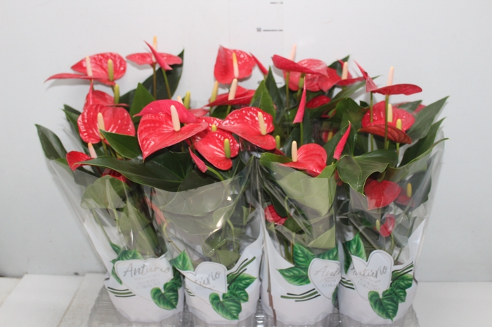 <h4>ANTHURIUM FELICITA P15 VERMELHO</h4>