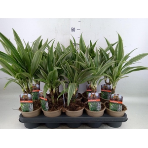 Dracaena fr de 'Warneckei'