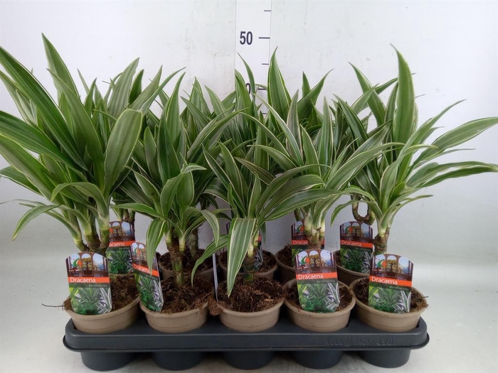 <h4>Dracaena fr de 'Warneckei'</h4>