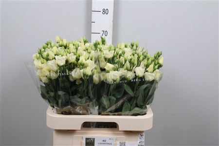 <h4>Eus E Picco Yellow (x40)</h4>