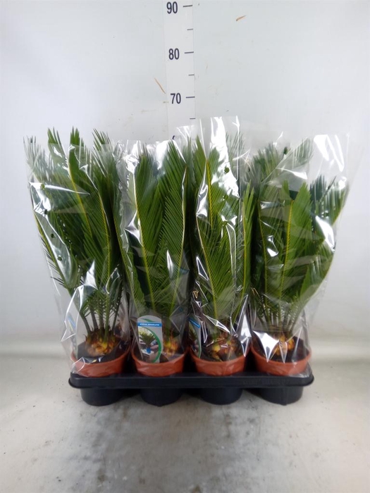 <h4>Cycas revoluta</h4>