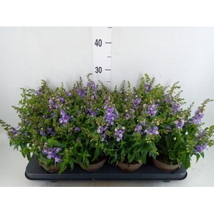 Angelonia  'Serena Lavender'