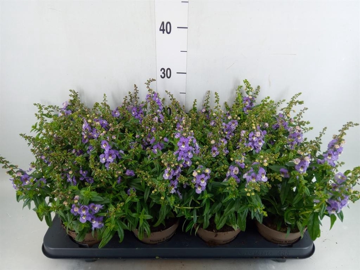 <h4>Angelonia  'Serena Lavender'</h4>