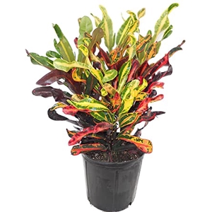 CROTON MAMMY P24