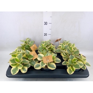 Peperomia obt. 'Obtipan Bicolor'
