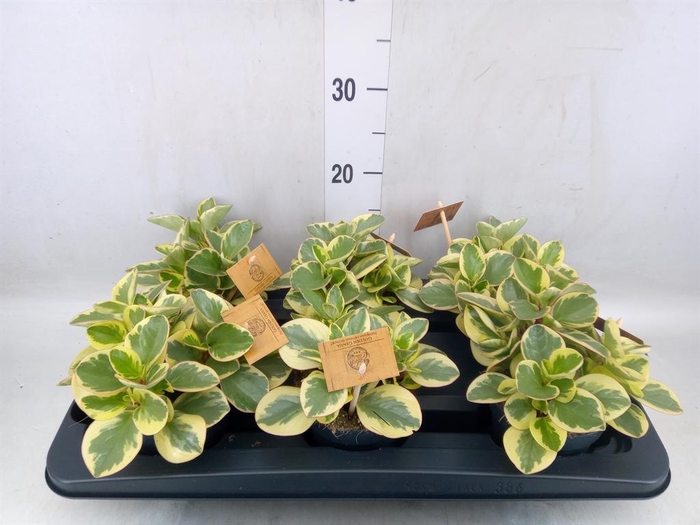 <h4>Peperomia obt. 'Obtipan Bicolor'</h4>