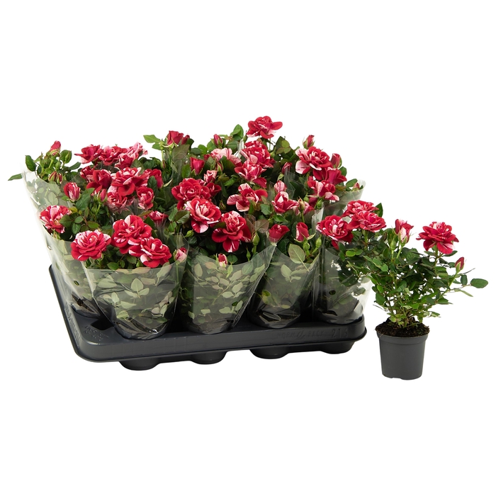 <h4>Nolina Special Roses Ø 7 cm Gigi Blanco sleeve</h4>