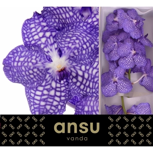 Vanda Kanchana China Blue